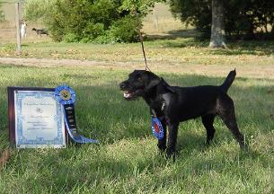 patterdale terrier puppies for sale north east