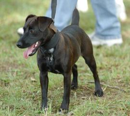 patterdale terrier stud dogs